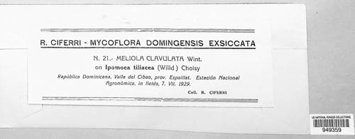 Meliola clavulata image